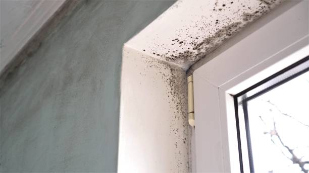 Best Mold Damage Restoration  in Lake Holiday, IN