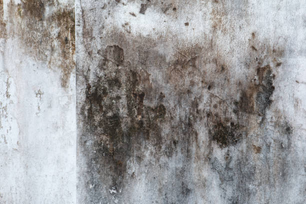 Best Air Quality Testing for Mold Spores  in Lake Holiday, IN