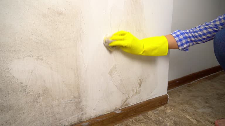 Best Mold Remediation for Rental Properties  in Lake Holiday, IN