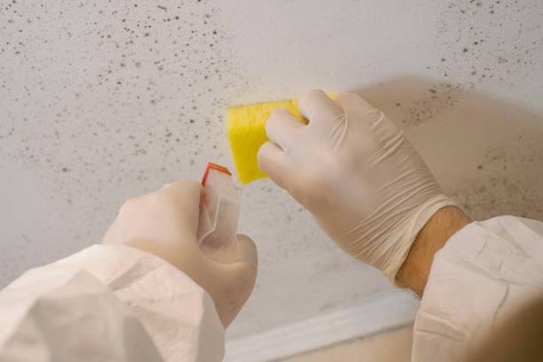 Best Crawl Space Mold Remediation  in Lake Holiday, IN