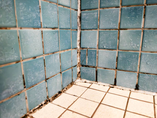 Best Commercial Mold Inspection  in Lake Holiday, IN