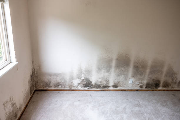 Mold Remediation for Rental Properties in Lake Holiday, IN