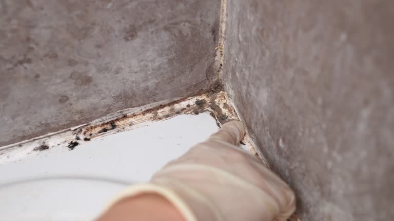 Best Forensic Mold Investigation  in Lake Holiday, IN